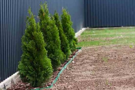 4 Plants to Use for a Privacy Fence